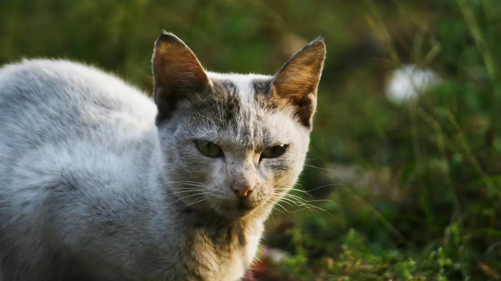 A white cat with a stern expression sitting among greenery outdoors.